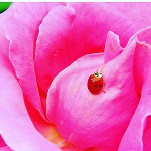 Meet your Posher, Dallas